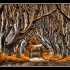 Dark Hedges