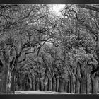 Dark Hedges bei Neuruppin