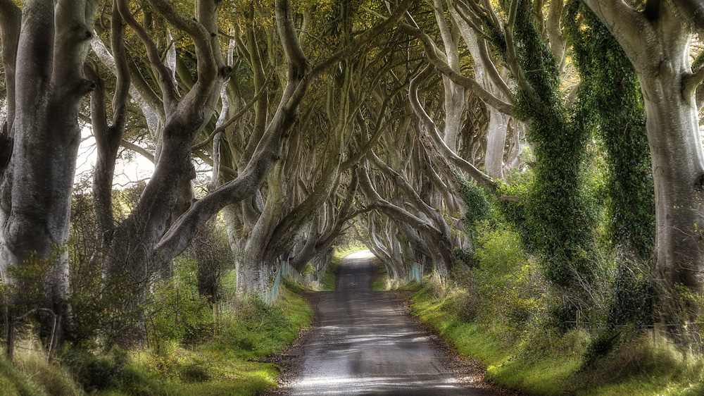 Dark Hedges - Bregagh Road / Nordirland