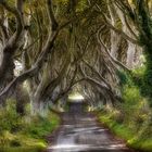 Dark Hedges - Bregagh Road / Nordirland