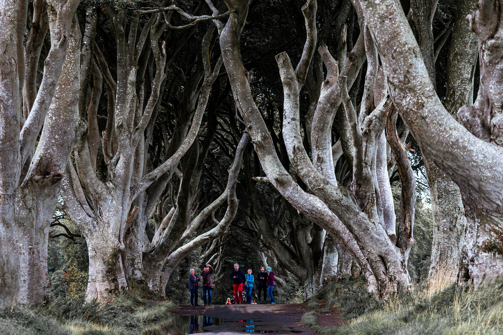 Dark Hedges