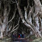 Dark Hedges