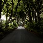 Dark Hedges