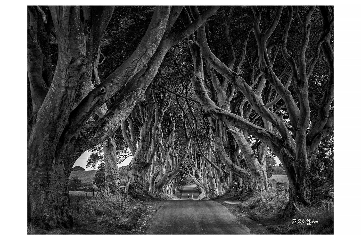 Dark Hedges die Traumallee