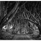 Dark Hedges die Traumallee