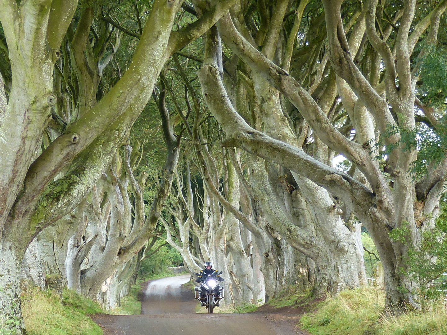 Dark Hedges