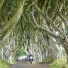 Dark Hedges