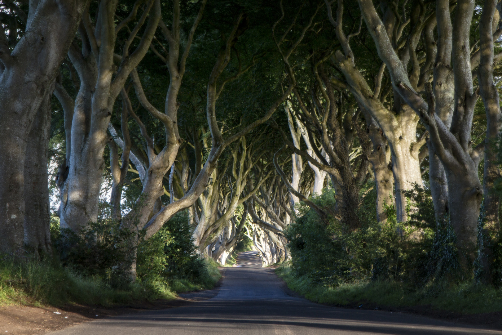 Dark Hedges