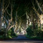 Dark Hedges