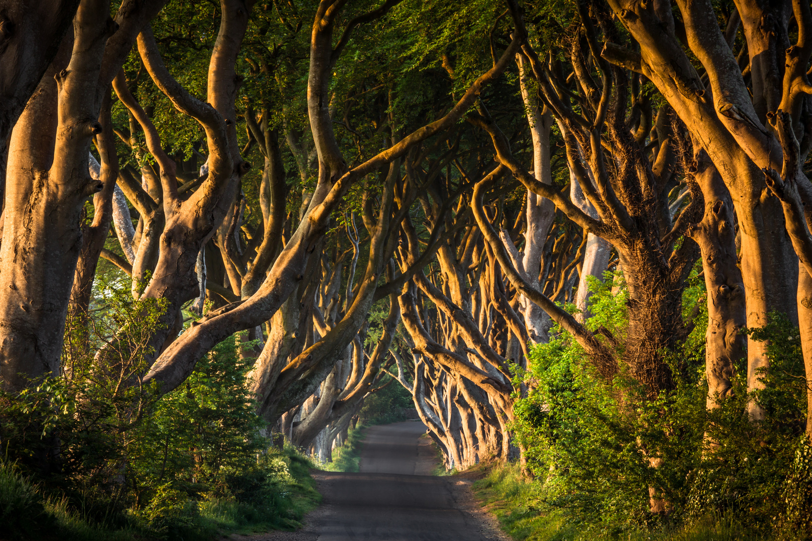 Dark Hedges