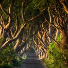 Dark Hedges