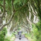 Dark Hedges