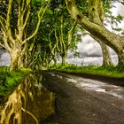 Dark Hedges in Rain Puddles