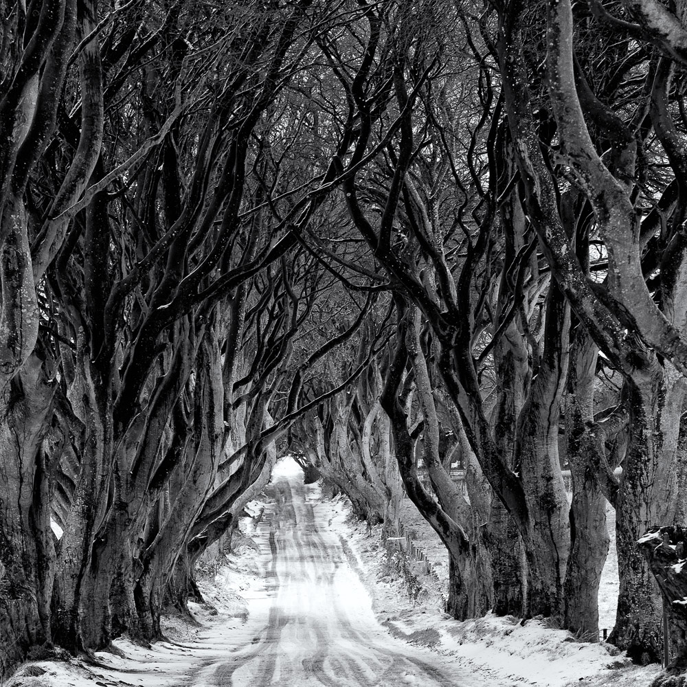 Dark Hedges; Ireland