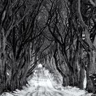 Dark Hedges; Ireland