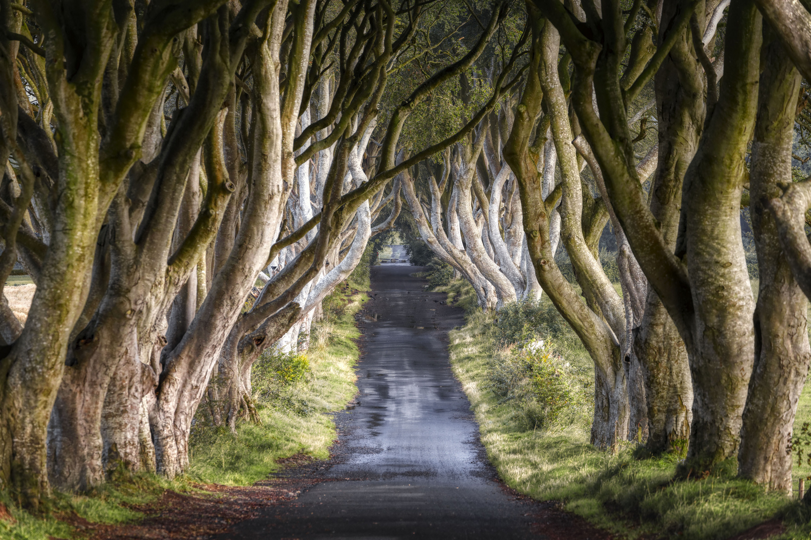 Dark Hedges (Nordirland)