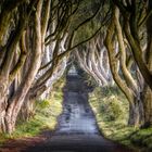 Dark Hedges (Nordirland)