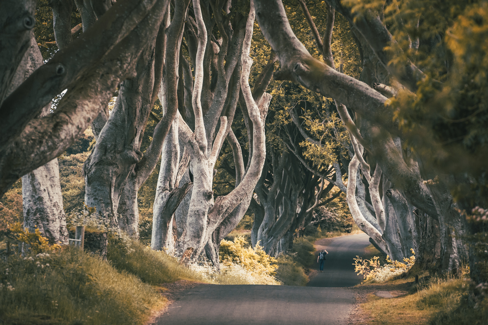 Dark Hedges Nordirland