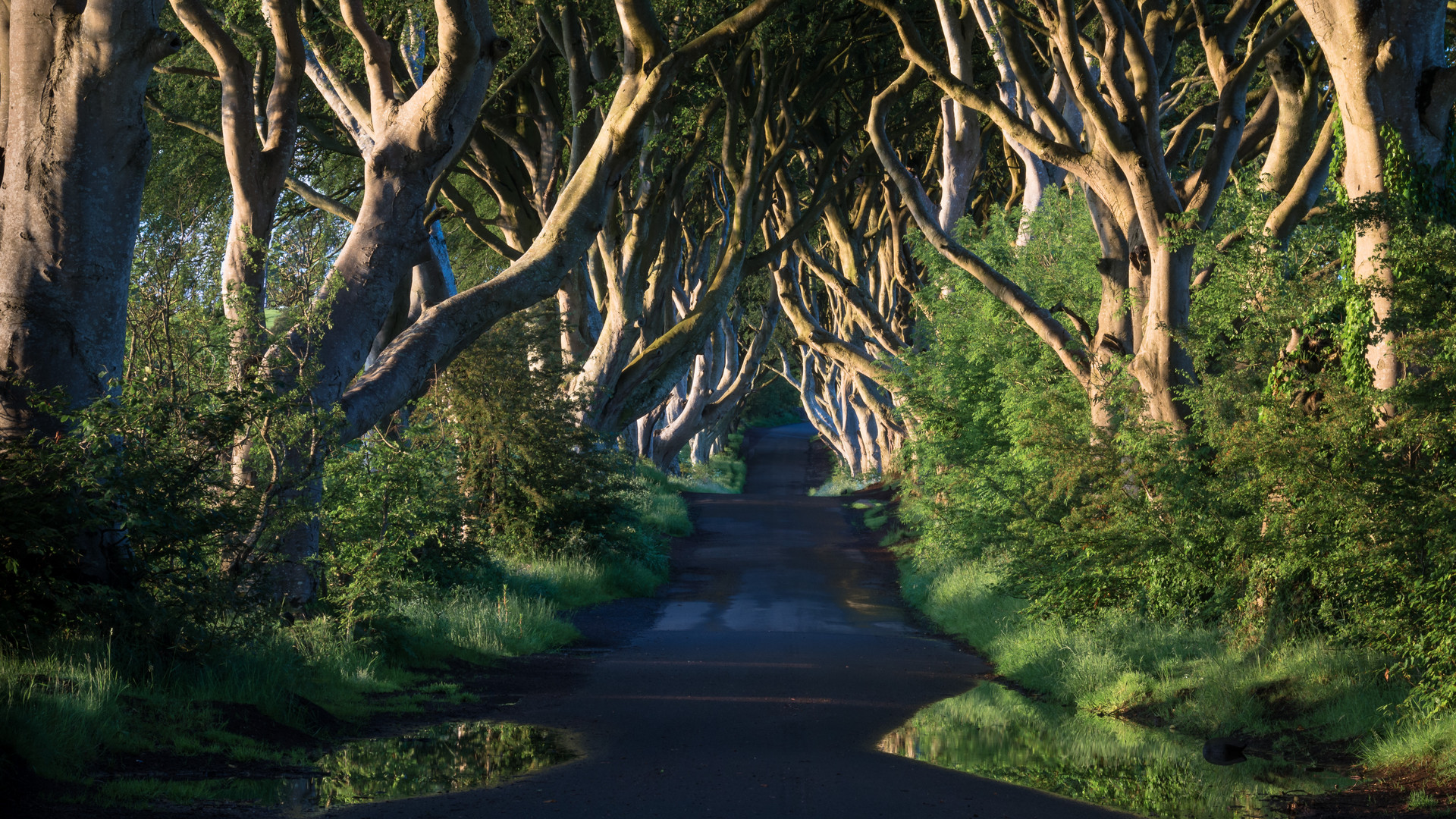 Dark Hedges - Nordirland