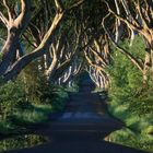 Dark Hedges - Nordirland