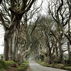 Dark Hedges - Northern Ireland