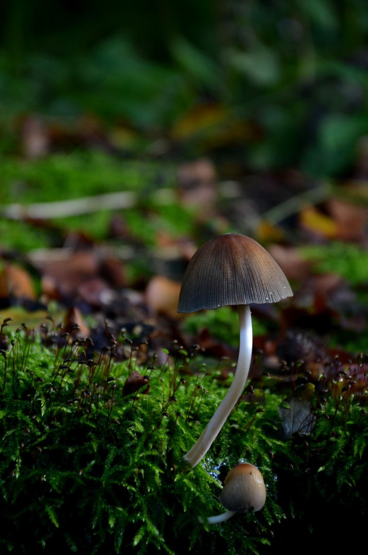 Dark Helmet --- Mycena on Fagus