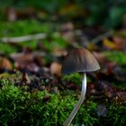 Dark Helmet --- Mycena on Fagus