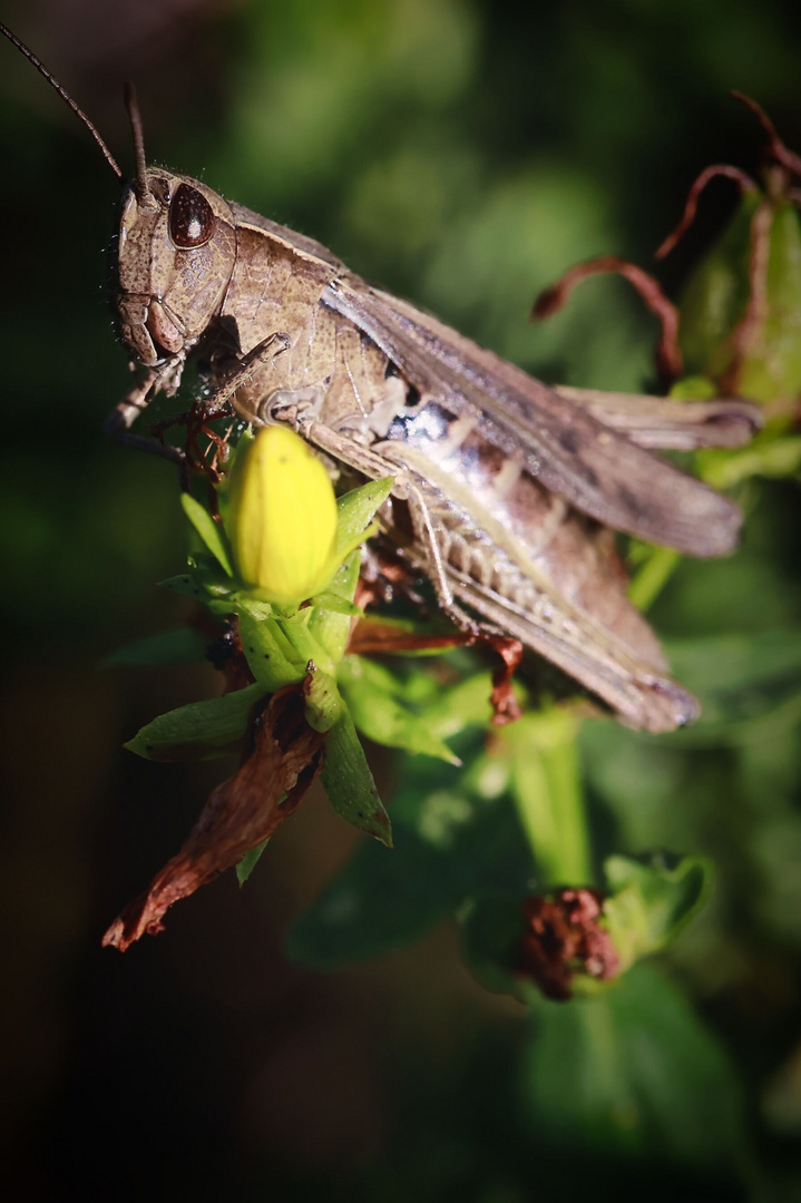 Dark Hopper