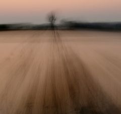 dark lake with tree