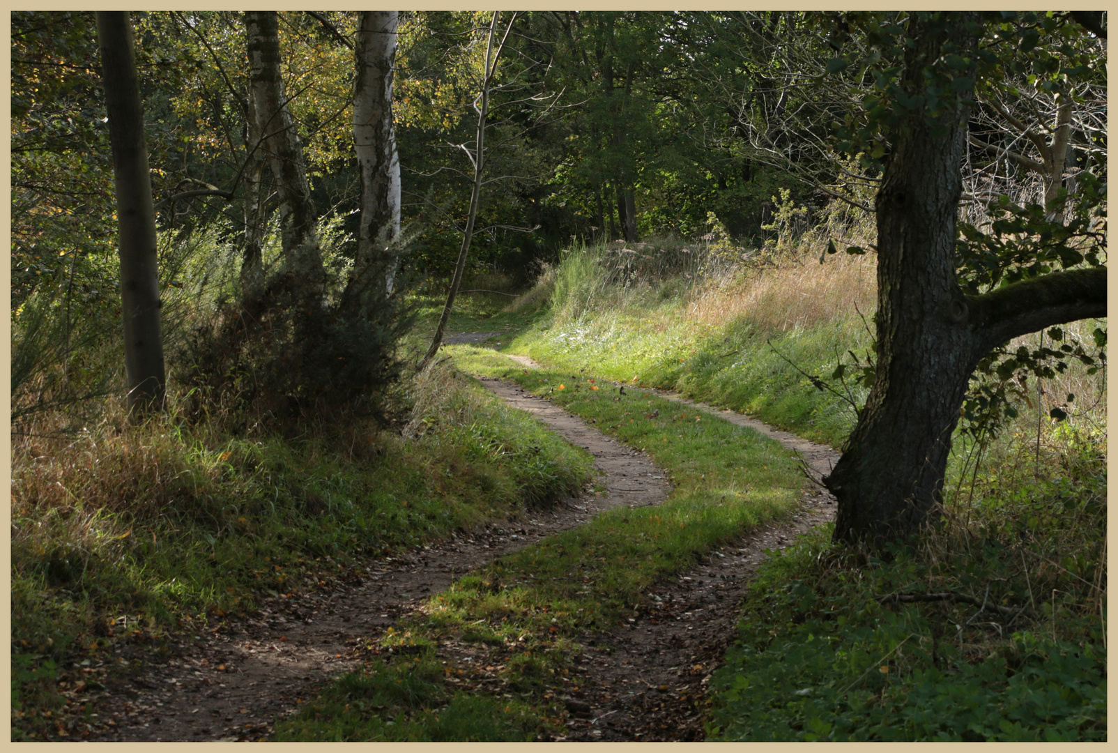 dark lane lane near warden