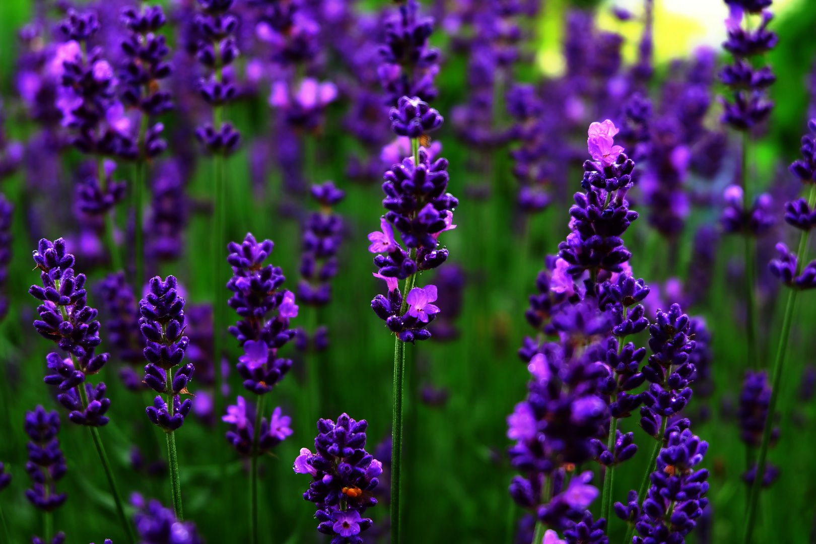 Dark Lavendel