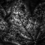 [ dark leaves ]