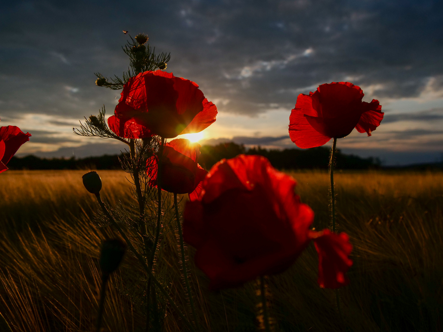 Dark Mohn