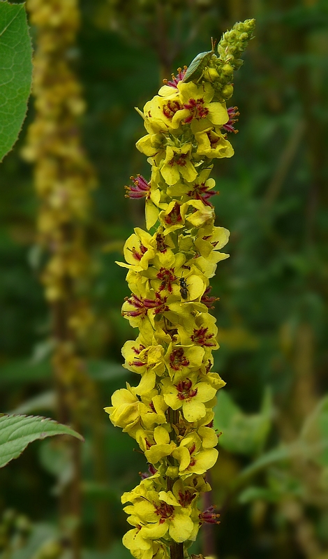 Dark Mullein