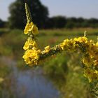 Dark Mullein