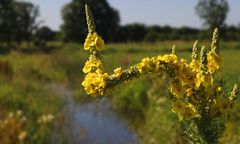 Dark Mullein