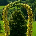 Dark Mullein