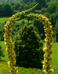 Dark Mullein