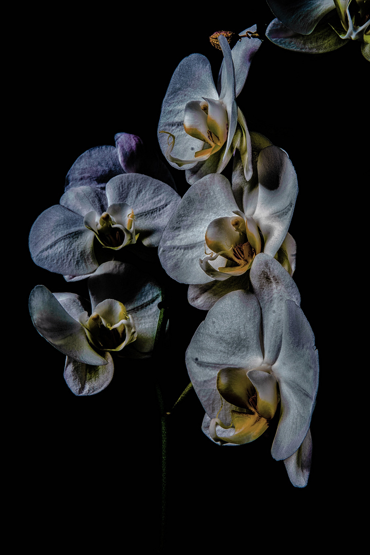Dark Orchidee