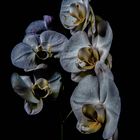 Dark Orchidee