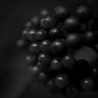 dark pearls