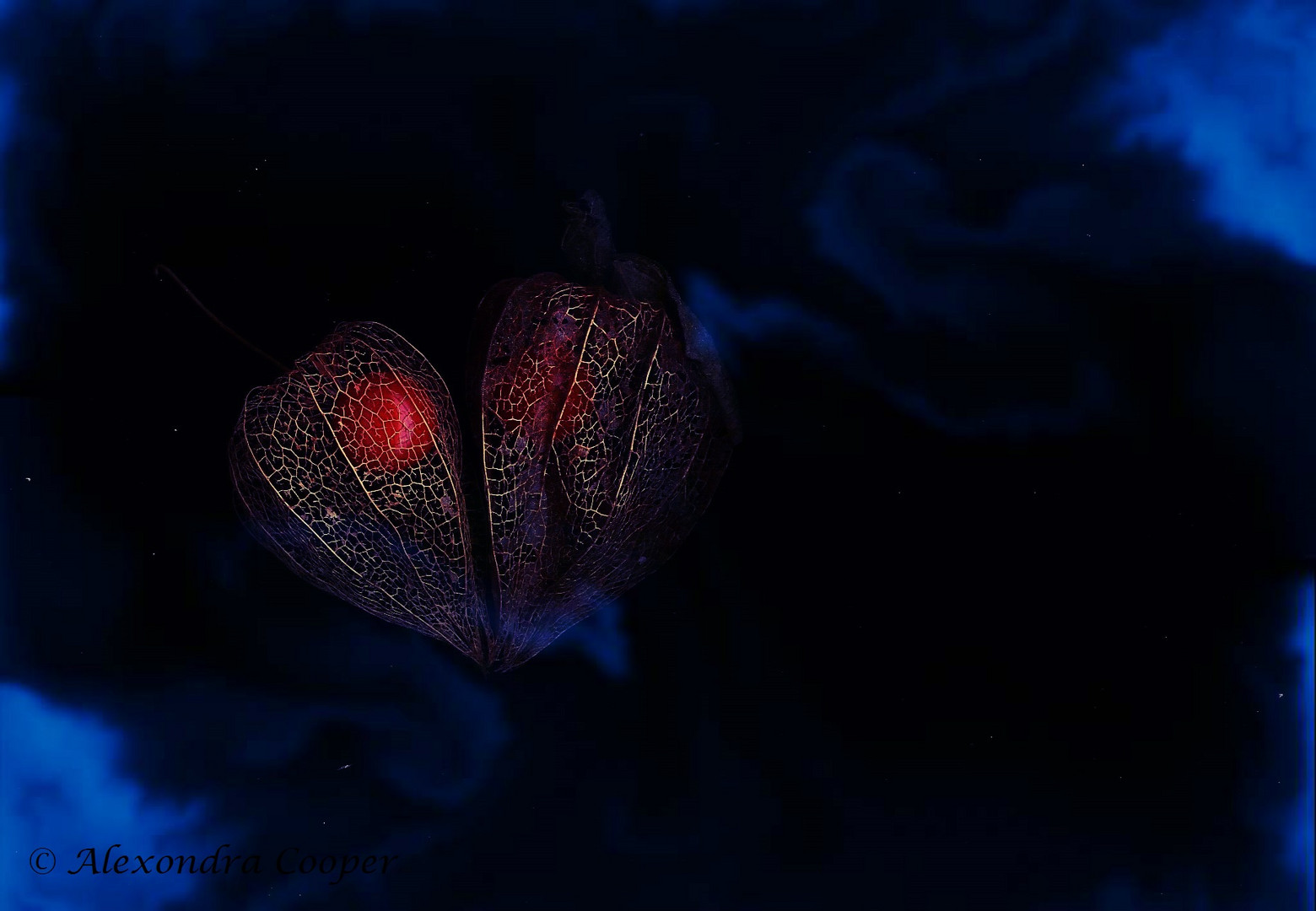 Dark Physalis