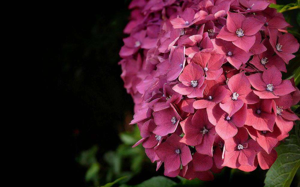 Dark Pink Hydrangea Photo Image Plants Fungi Lichens Dark Pink Hydrangea Photo Image