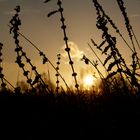 dark plants