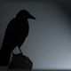 Dark Raven