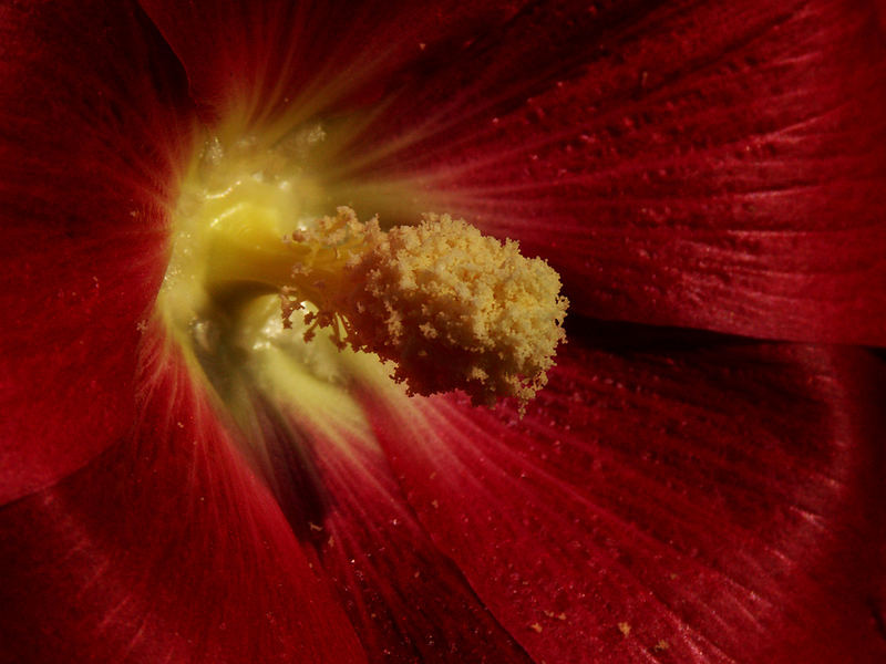 dark red erotic flower.....