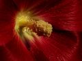 dark red erotic flower..... von Sabine Stenzel