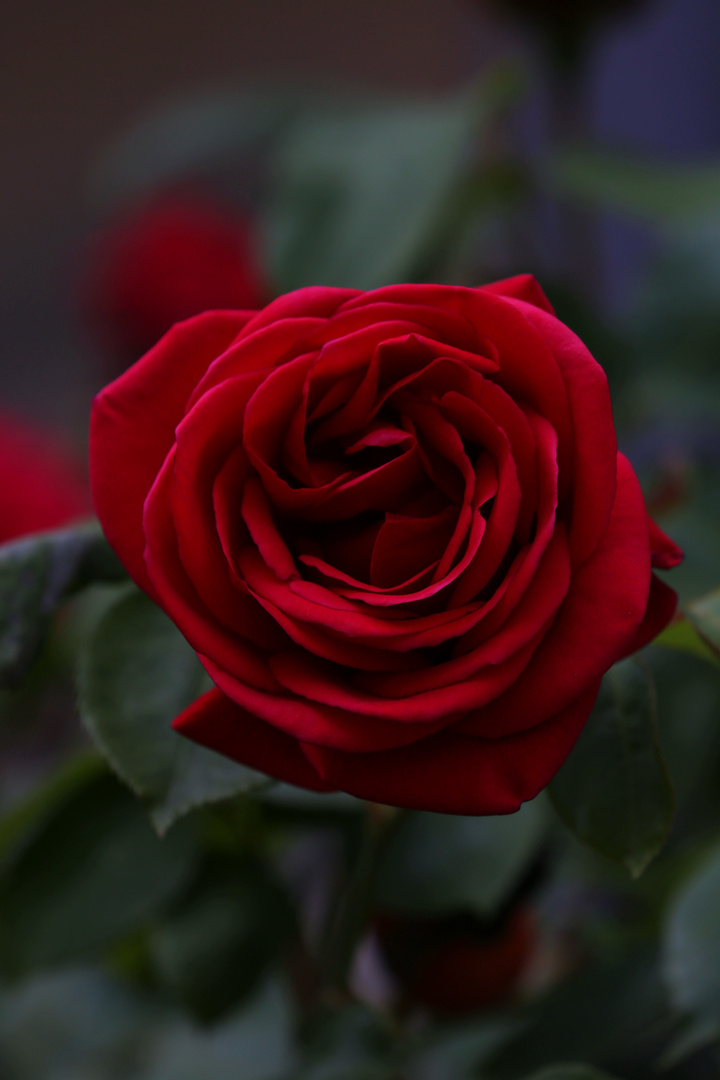 Dark Red Rose