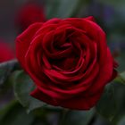 Dark Red Rose