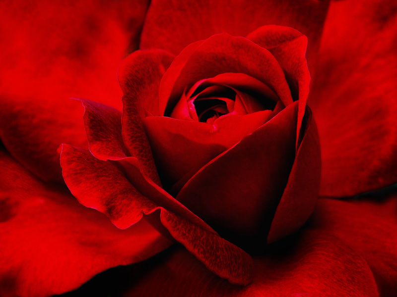 dark red rose.......